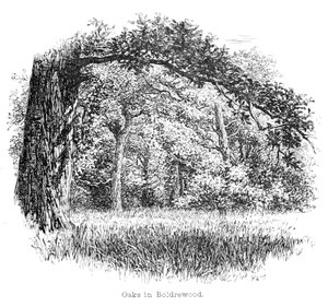 Oaks in Boldrewood